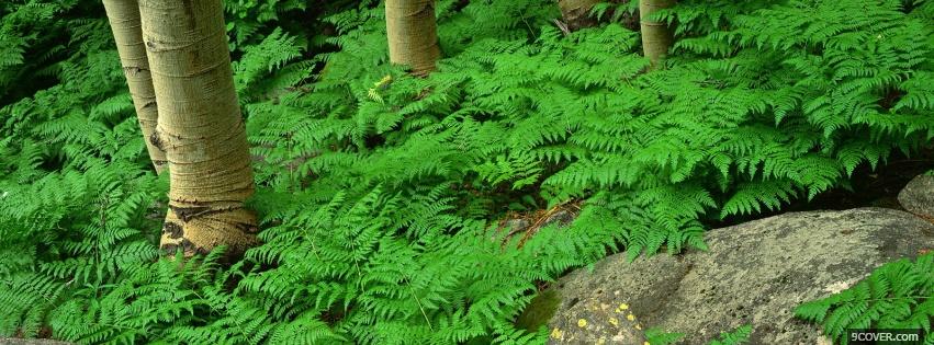 Photo plants and trees nature Facebook Cover for Free