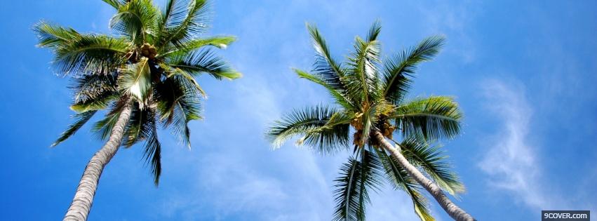 tall palm trees nature Photo Facebook Cover