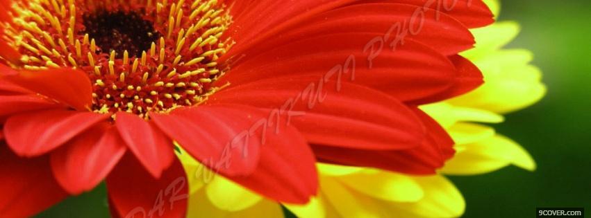Photo red yellow flowers nature Facebook Cover for Free