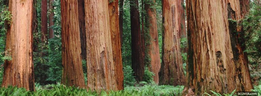 Photo tree trunks nature Facebook Cover for Free