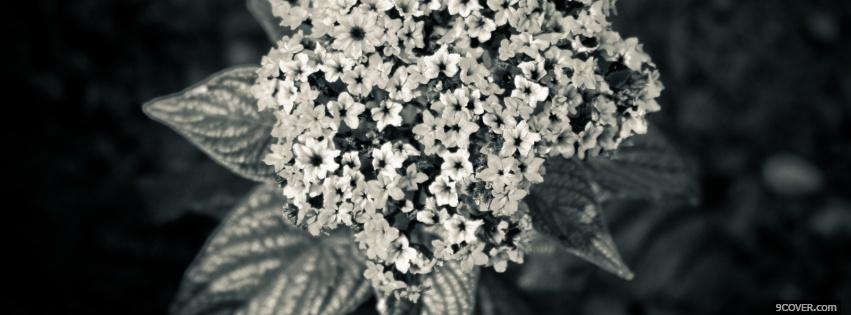 Photo flowers black and white Facebook Cover for Free