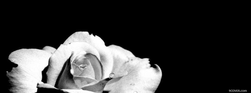 Photo flower blakc and white Facebook Cover for Free