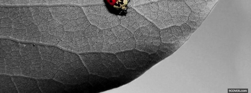 Photo red insect on leaf Facebook Cover for Free
