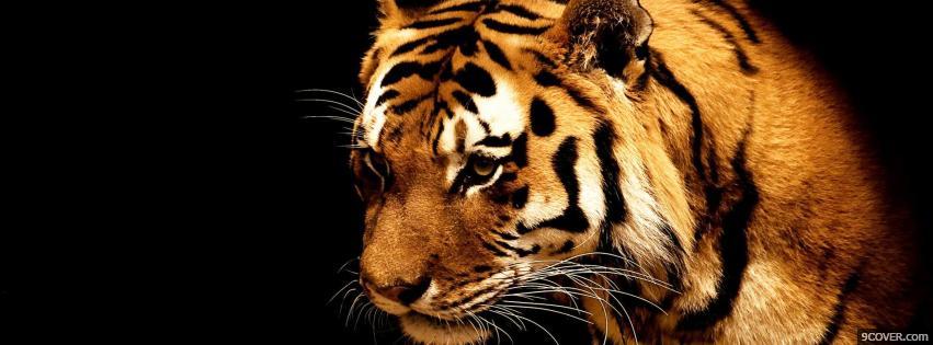 Photo Tiger Facebook Cover for Free