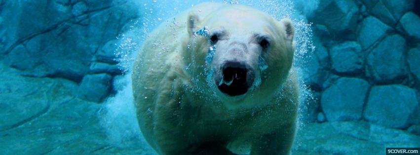 Photo Polar Bear  Facebook Cover for Free