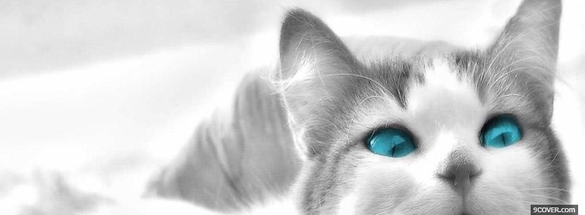Photo Cat With Blue Eyes Facebook Cover for Free