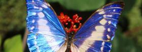 blue and white butterfly facebook cover