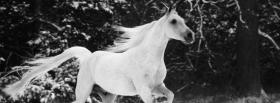 black and white horse animals facebook cover