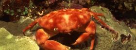 underwater crab animals facebook cover
