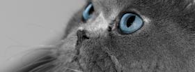 blue eyes kitty animals facebook cover