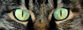 piercing cat green eyes facebook cover