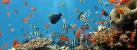 fishes in the ocean animals facebook cover