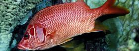 suprising tropical fish animals facebook cover