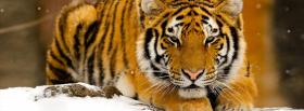 tigre in the snow animals facebook cover