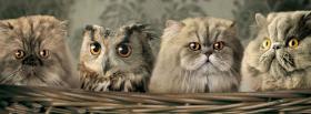 cats with owl animals facebook cover