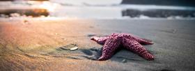 star fish on the beach facebook cover