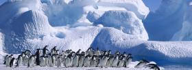 animals population of penguins facebook cover