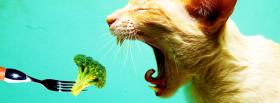 cat eating veggies facebook cover