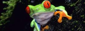 red eyed tree frog animals facebook cover