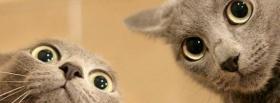 two cat faces animals facebook cover