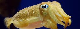 animals yellow cuttlefish facebook cover