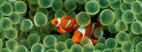 two amazing clown fishes facebook cover