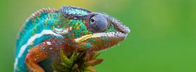 colorful chameleon facebook cover