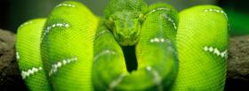 animals reptile outside facebook cover