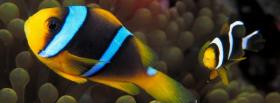incredible clown fishes facebook cover