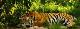 amazing relaxing tigre facebook cover