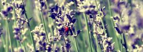 lady bug on lavender flower facebook cover