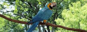 macaw parrot outside facebook cover