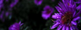 nature purple flower facebook cover