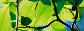 nature green bright plants facebook cover