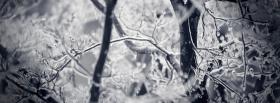 iced branches facebook cover