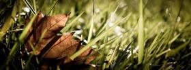 fallen leaves nature facebook cover