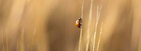 ladybug and wheat nature facebook cover