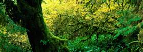 hoh rain forest nature facebook cover