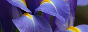blue petals nature facebook cover