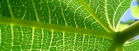 details of leaf nature facebook cover