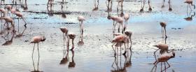 flamingos in water nature facebook cover