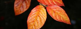 four orange leaves nature facebook cover