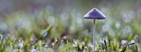 cute mushroom nature facebook cover