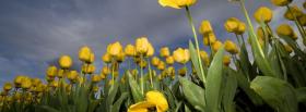 garden tulips nature facebook cover
