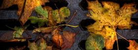 leaves on ground nature facebook cover