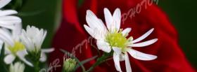 nice white flowers nature facebook cover