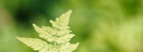 fern leaf nature facebook cover