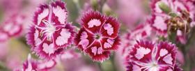 dianthus barbatus flowers nature facebook cover