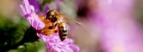 bee in flower nature facebook cover