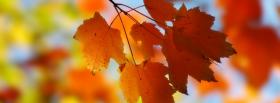 little fall leaves nature facebook cover